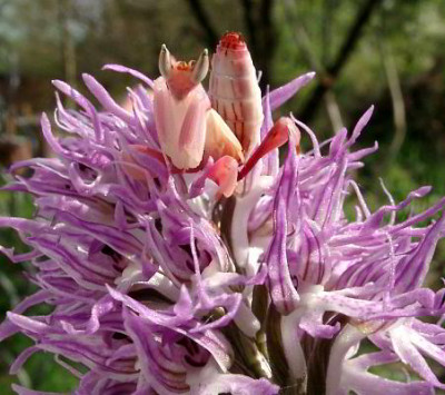 04270030_eOrchideenmantis_Mannchen.JPG