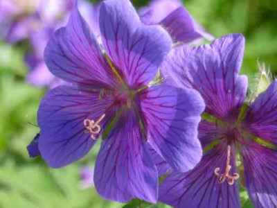 Garten_41.jpg