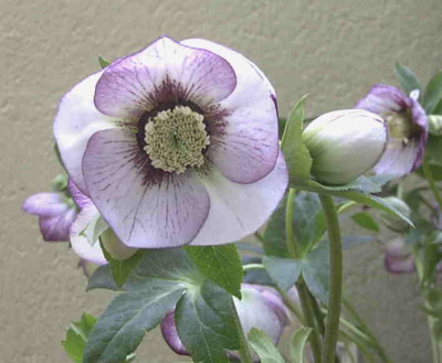 Helleborus_AshwoodRimg0371.JPG