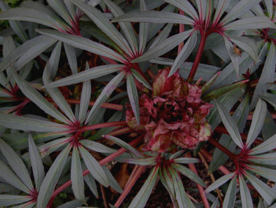 Helleborus_foetidus_Wester_Flisk_f.jpg