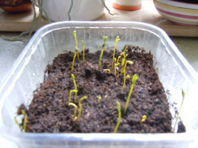 gelbe Bete 001.JPG