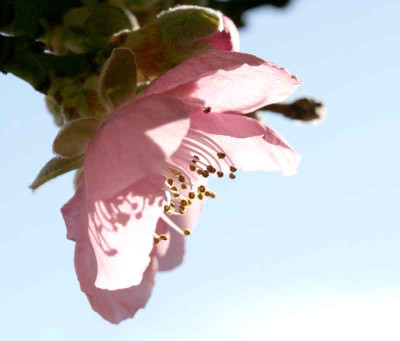 Pfirsichblute-11.jpg