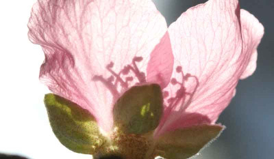 Pfirsichblute-13.jpg