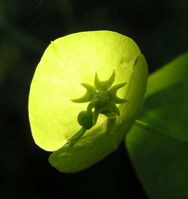 euphorbia_helioscopia.jpg