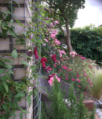 27062015 garten 12.png