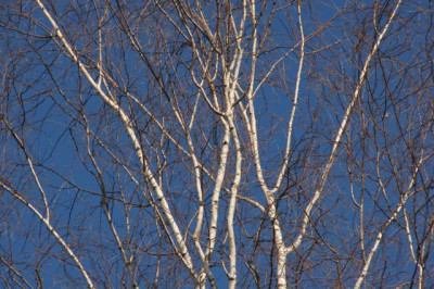 Januar-Kahlfrosttag-3.jpg