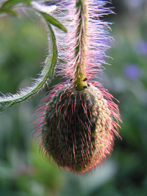 mohn_haare_licht.jpg