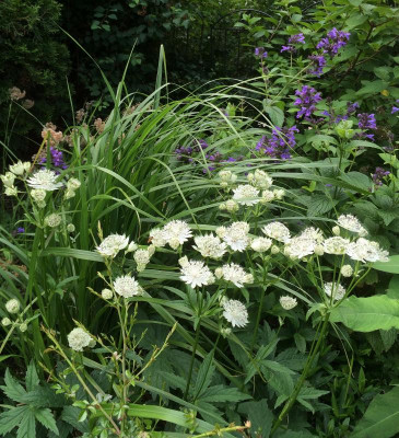 27062015 garten 7.png