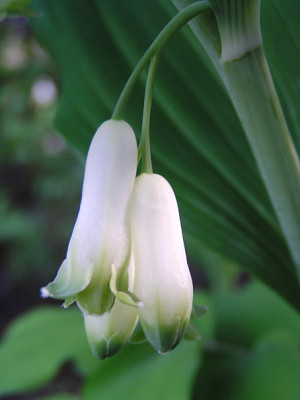 polygonatum_multiflorum.jpg