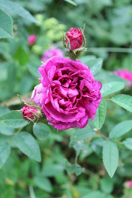 rose Van Dael15.JPG