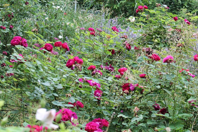 rose zigeunerknabe15.JPG