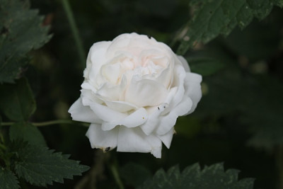 rose Blanchefleur15.JPG