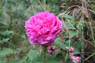 rose laneii151.JPG