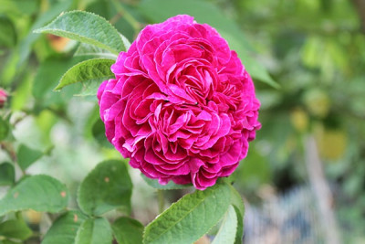 rose Charles de Mills15.JPG