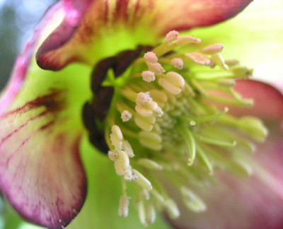Helleborus_Apricot_Picotee_k.jpg
