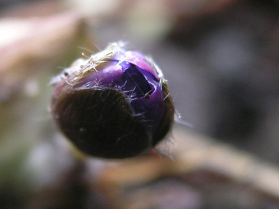 Leberbluemchen_180206_k.jpg