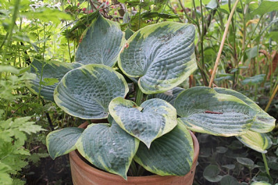 hosta Olive Bailey Langdon.JPG