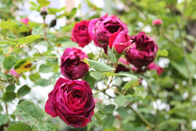rose leopold ritter15.JPG