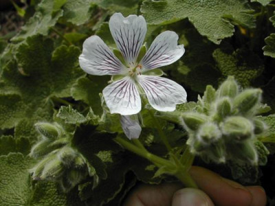 renardii_11.5.04.jpg