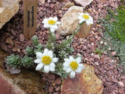 Leucogenes leontopodium Blüte 5.jpg