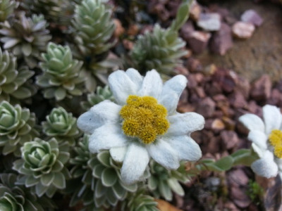 Leucogenes leontopodium Blüte 8.jpg
