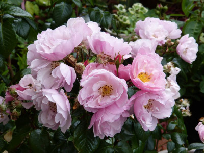 2015-06-27 Rosen 'Utopia'.jpg