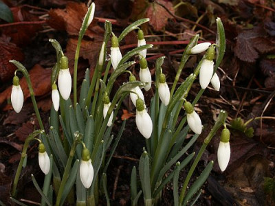 Galanthus-02-06.jpg