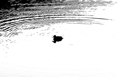 Enten_1_19-02-06.jpg