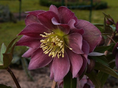 Helleboruns-gefuellt-02-06.jpg