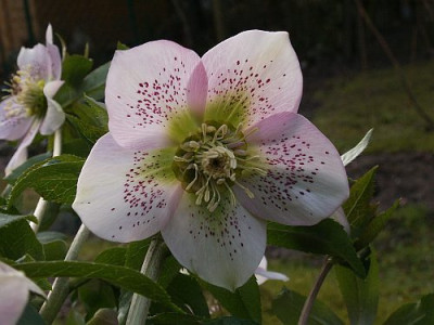 Helleboruns-gepunktet-02-06.jpg