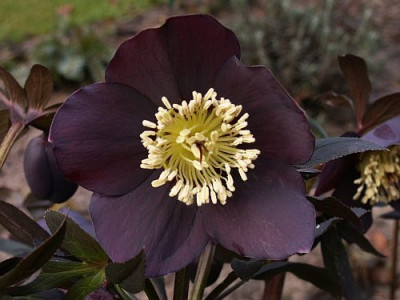 Helleborus-schwarz-02-06.jpg