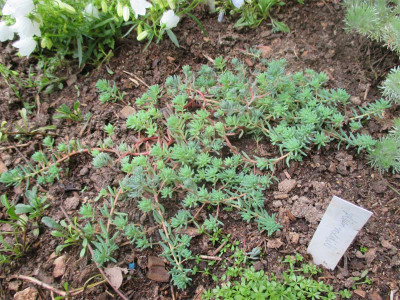 sedum-unbekannt-260615.jpg