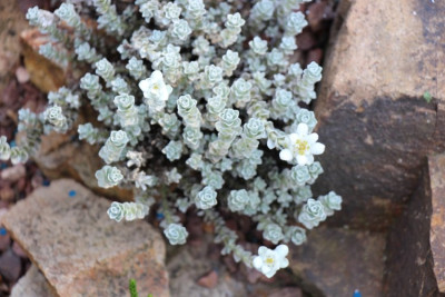 Leucogenes grandiceps Blüte 4.jpg
