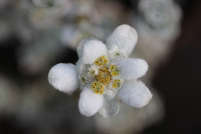 Leucogenes grandiceps Blüte  3.jpg