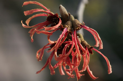 Hamamelis_Feuerzauber.jpg
