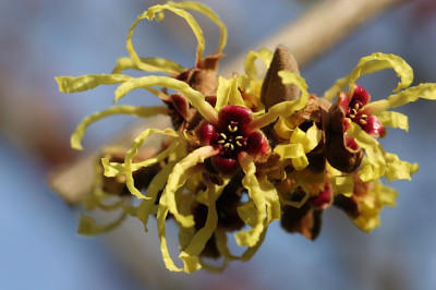 Hamamelis_Moonlight.jpg