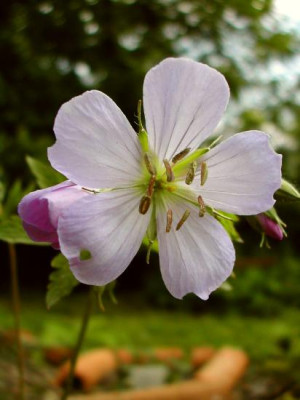 maculatum_Chatto.jpg