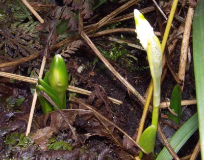 Leucojum_vernum_06.jpg