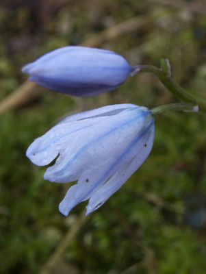 Scilla_mischtschenkoana_06.jpg