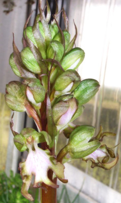 Barlia_robertiana.jpg