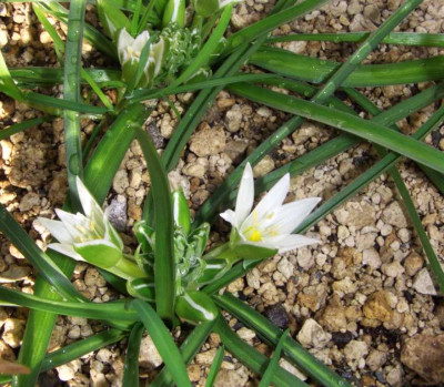 Ornithogalum_sintenisii_06.jpg