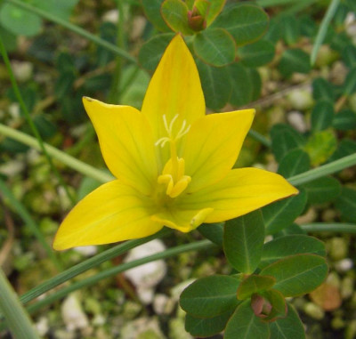 Romulea_crocea_01.jpg