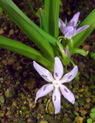 Hyacinthoides_italica_06.jpg