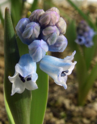 Hyacinthella_campanulata.jpg