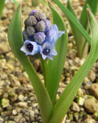 Hyacinthella_acutiloba.jpg