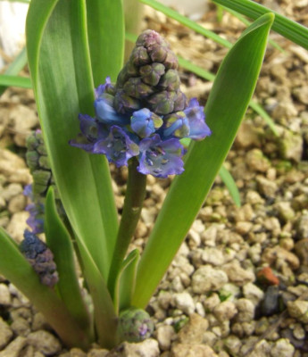 Hyacinthella_dalmatica.jpg