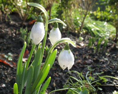 Faringdon_D1902k.jpg
