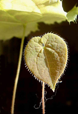 Epimedium_fargesii.jpg