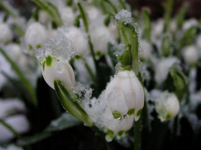 Leucojum_vernum_210206_k.jpg