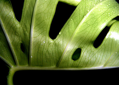 monstera3.jpg
